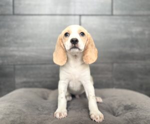 Petland Murfreesboro, Tennessee Beagle puppy available