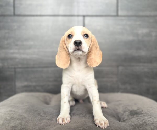 [#N09700]  - Lemon and White M Beagle Puppies for Sale