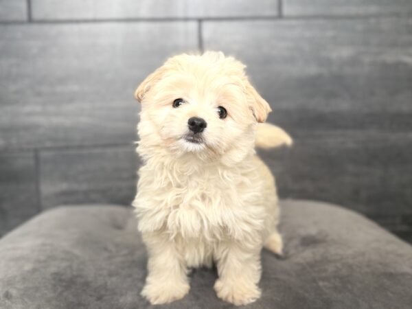 [#N07632]  - Cream M Malti-Pom Puppies for Sale