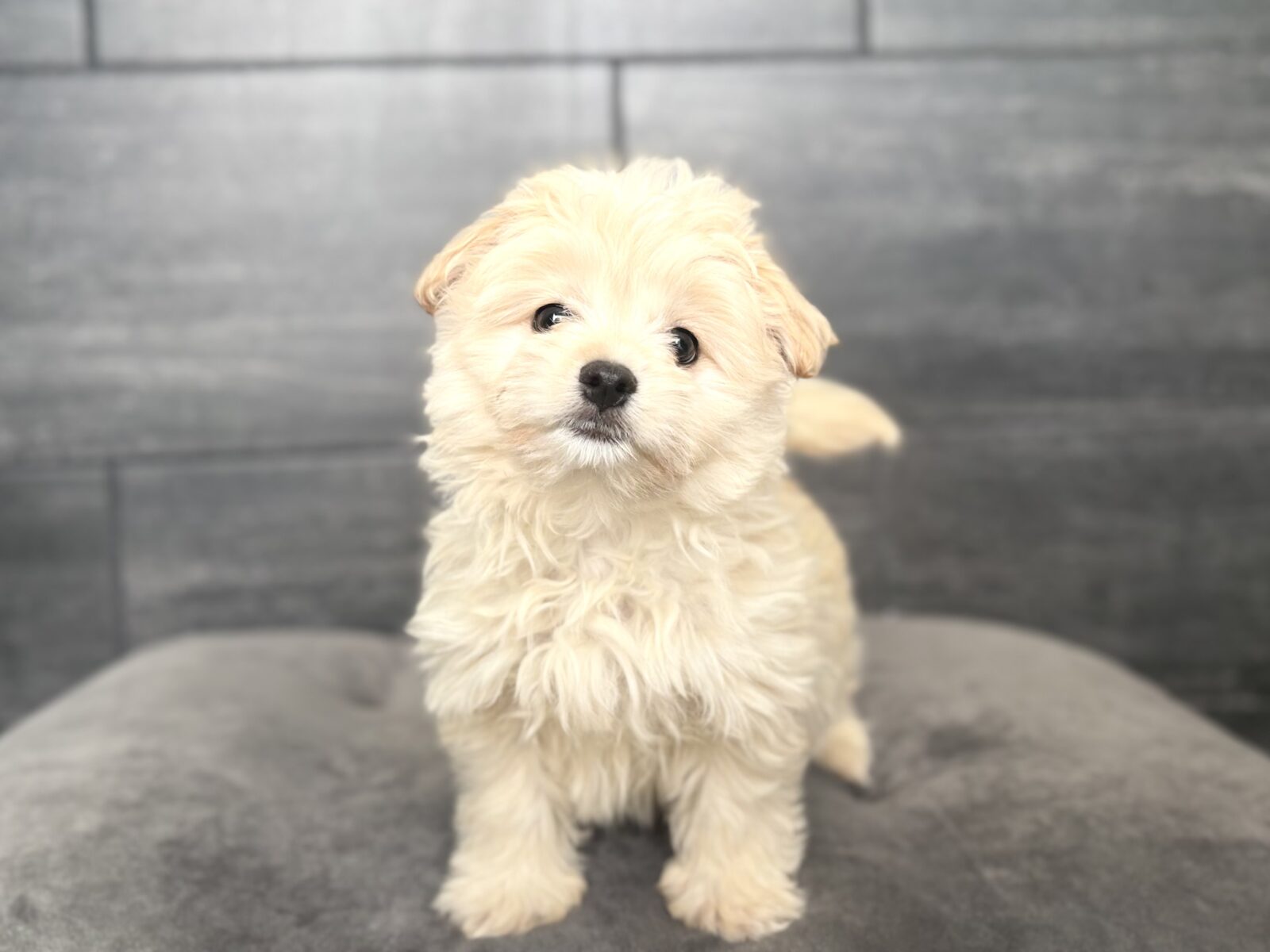 Malti-Pom – 4486