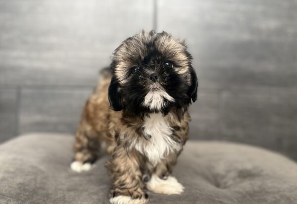 [#261345-03]  - Brown / White F Shih Tzu Puppies for Sale