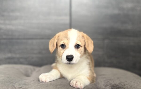 [#261317-01]  - Sable / White M Pembroke Welsh Corgi Puppies for Sale