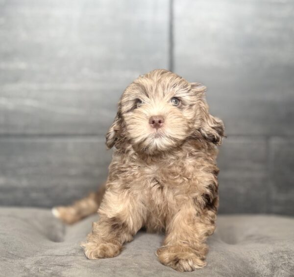[#261486-07]  - Chocolate Merle F ShihPoo Puppies for Sale