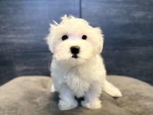 Petland Murfreesboro, Tennessee Maltese puppy available