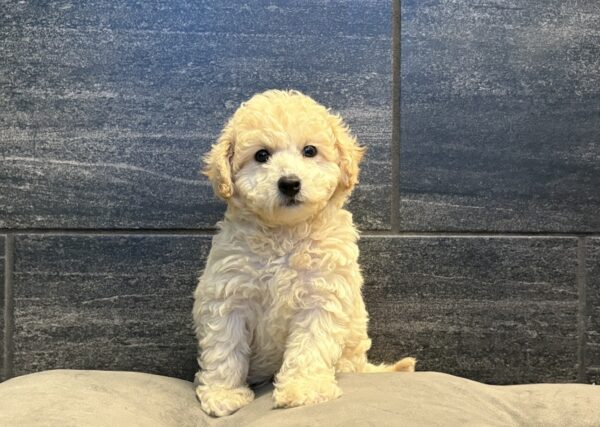 [#261824-02]  - Cream M Bichapoo Puppies for Sale