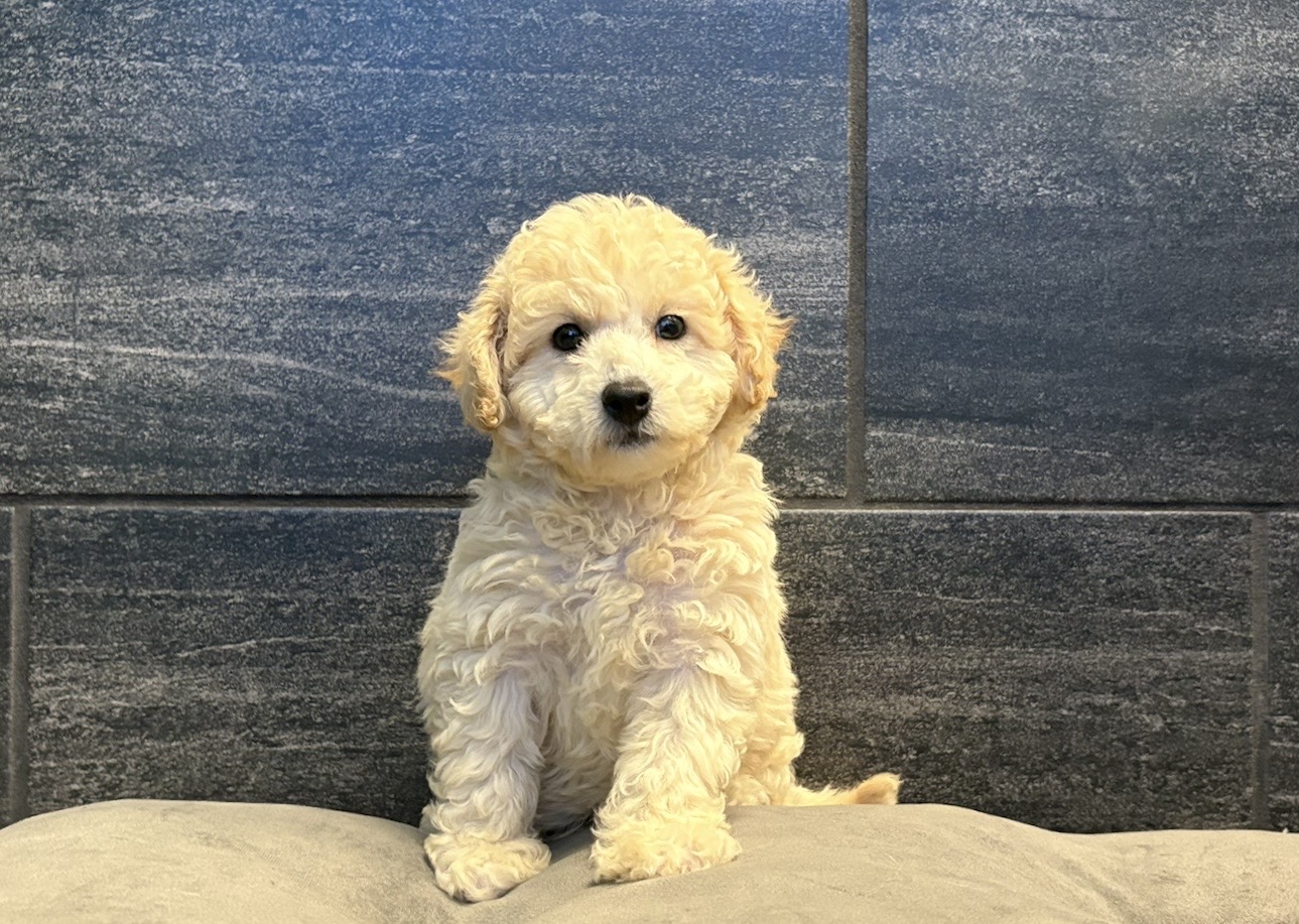 Bichapoo – 4493
