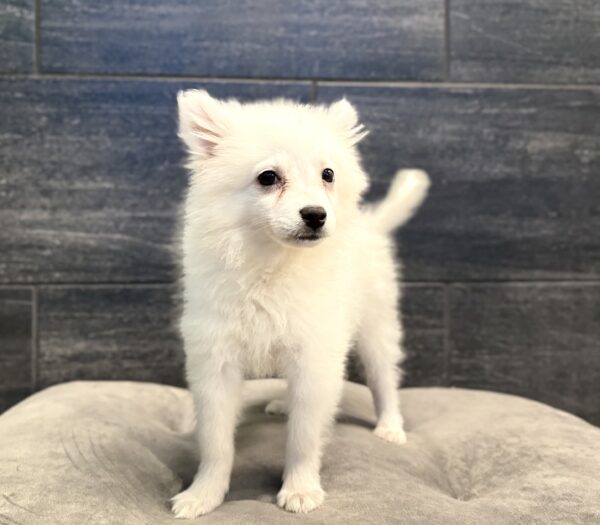 [#261592-04]  - White F American Eskimo Dog Puppies for Sale
