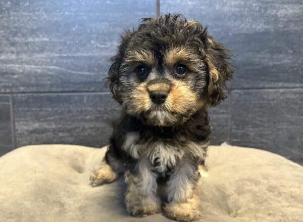 [#261786-03]  - Black Tan / White F Cavapoo Puppies for Sale