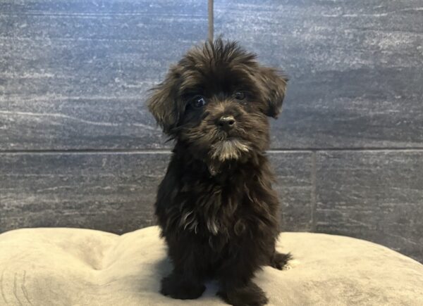 [#261752-01]  - Black M Morkie Puppies for Sale