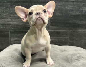 Petland Murfreesboro, Tennessee French Bulldog puppy available
