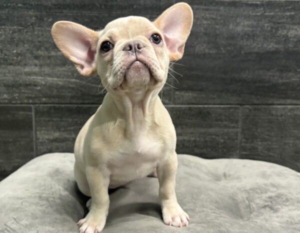 [#261669-03]  - Cream F French Bulldog Puppies for Sale