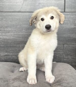 Petland Murfreesboro, Tennessee Great Pyrenees puppy available