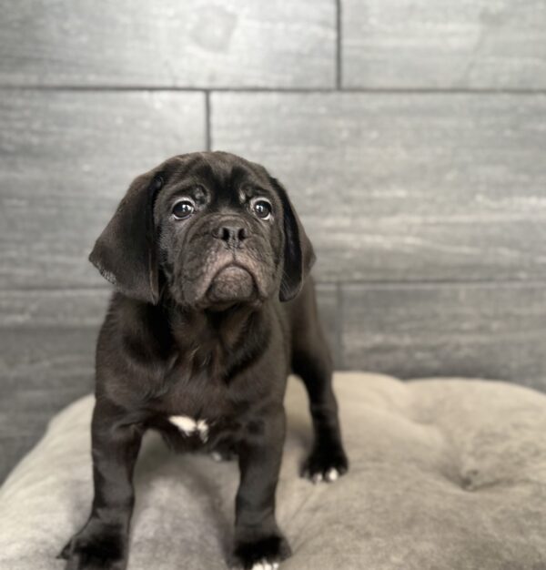 [#N09519]  - Black M Puggle Puppies for Sale