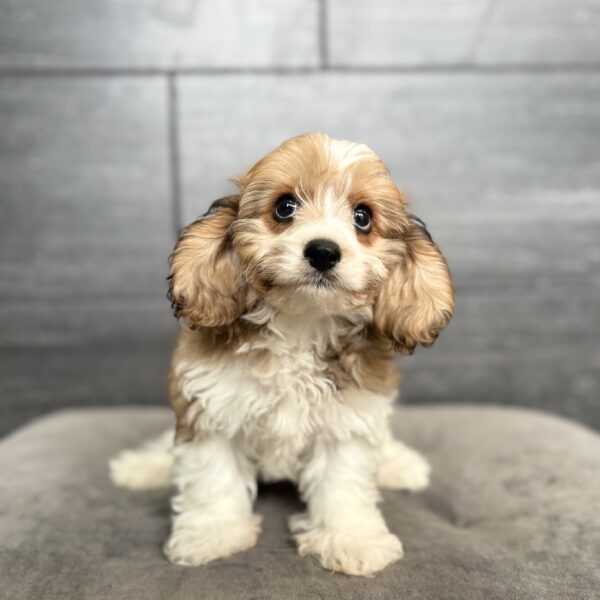 [#261611-02]  - Sable / White M Cavachon Puppies for Sale