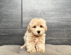 Petland Murfreesboro, Tennessee Maltipoo puppy available
