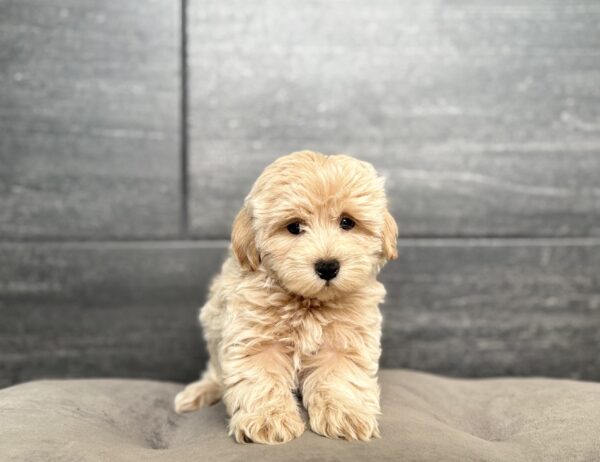 [#261482-01]  - Cream M Maltipoo Puppies for Sale
