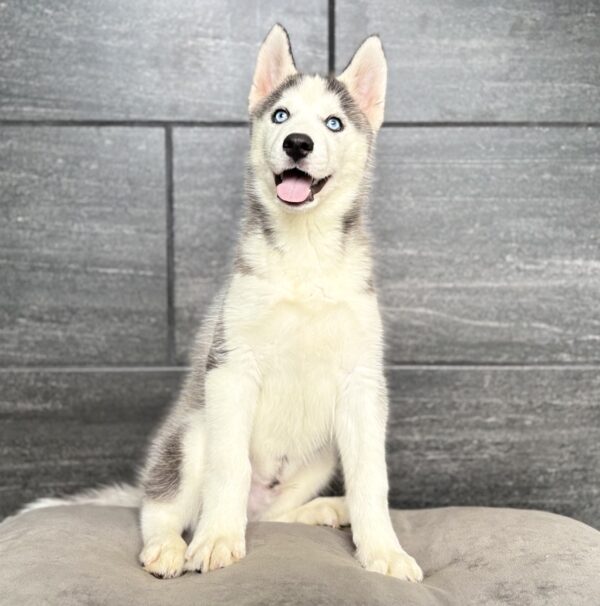 [#N06698]  - Black Grey and White M Siberian Husky Puppies for Sale