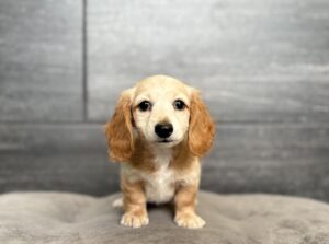 Petland Murfreesboro, Tennessee Dachshund puppy available