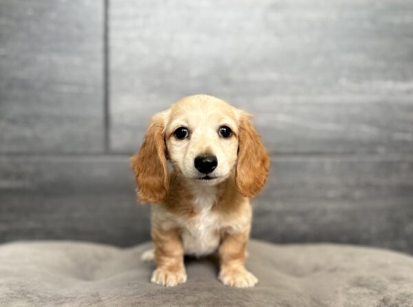[#2625-02]  - Cream / Tan M Dachshund Puppies for Sale