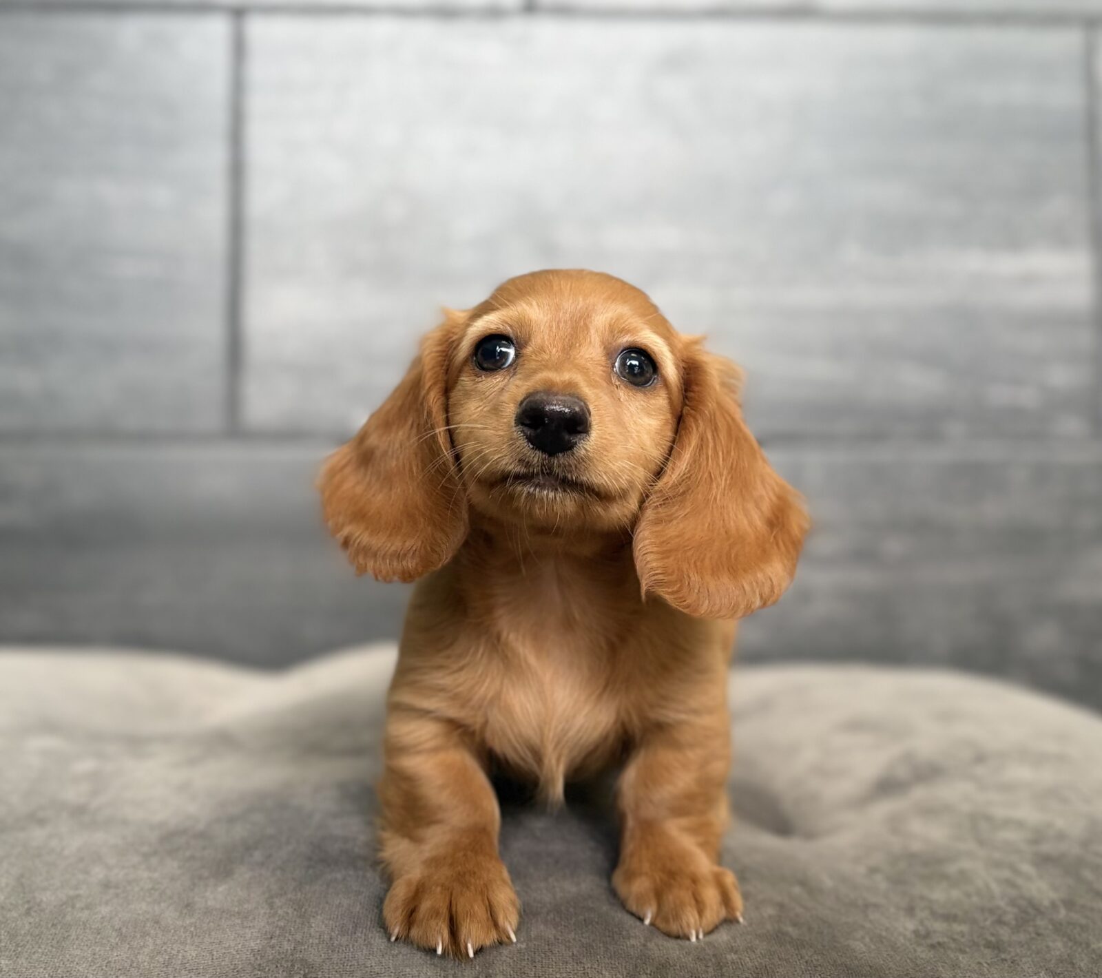 Dachshund in Clarksville, TN