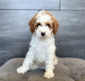 Petland Murfreesboro, Tennessee Cavapoo puppy available