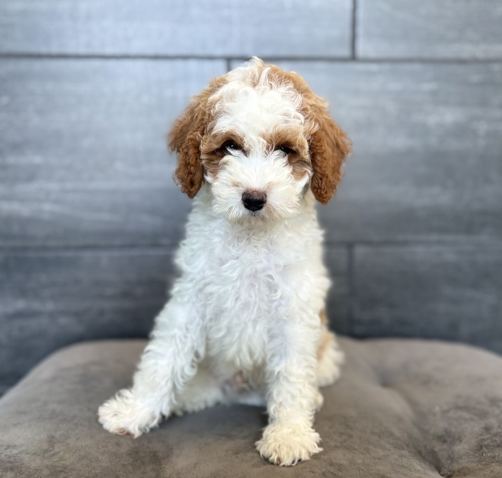 Cavapoo in Tullahoma, TN