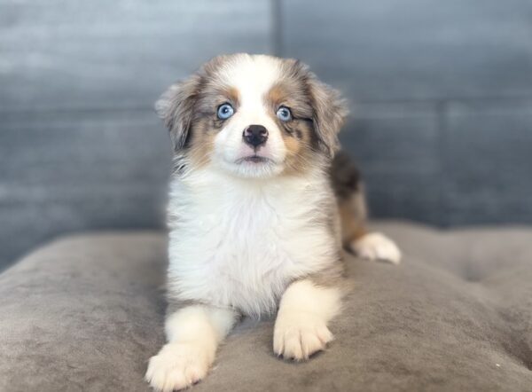 [#N08113]  - Blue Merle White and Tan F Toy Australian Shepherd Puppies for Sale
