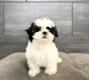 Petland Murfreesboro, Tennessee Shih Tzu puppy available