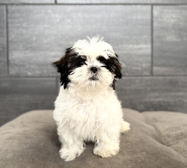 [#26123-02]  - Black / White F Shih Tzu Puppies for Sale