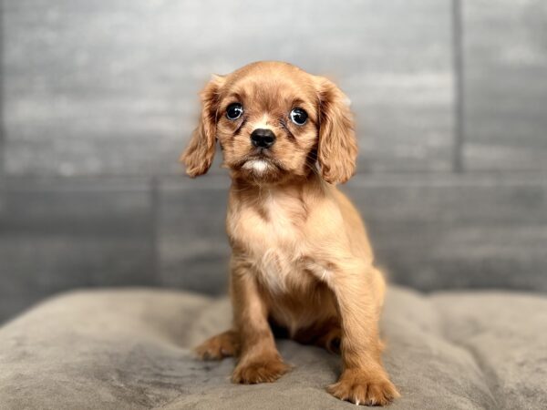 [#26477-03]  - Ruby F Cavalier King Charles Spaniel Puppies for Sale