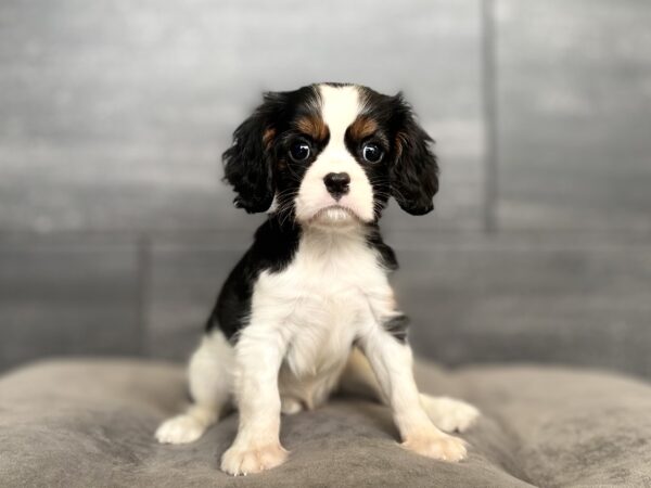 [#262038-02] Abbott - Tricolor M Cavalier King Charles Puppies for Sale