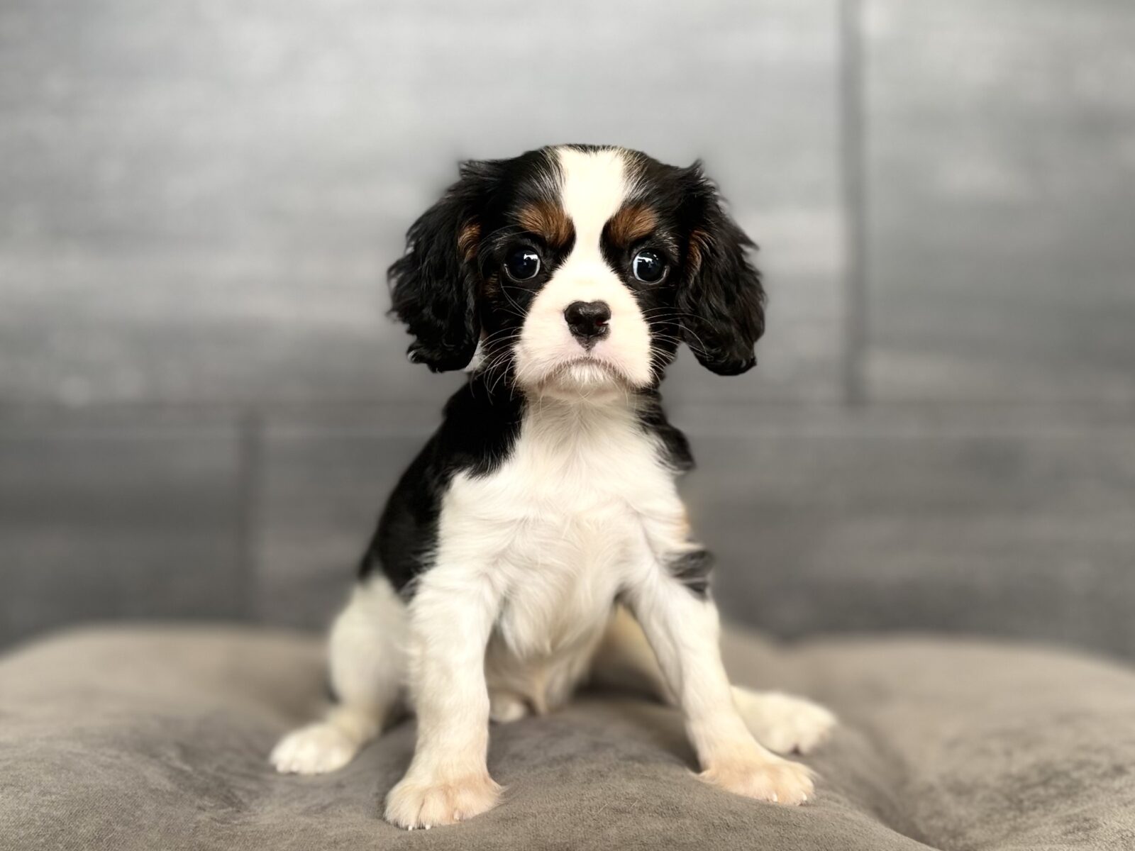 Cavalier King Charles Spaniel – 4523