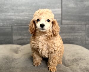 Petland Murfreesboro, Tennessee Poodle puppy available