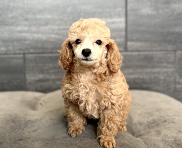 [#261575-01]  - Apricot M Poodle Puppies for Sale