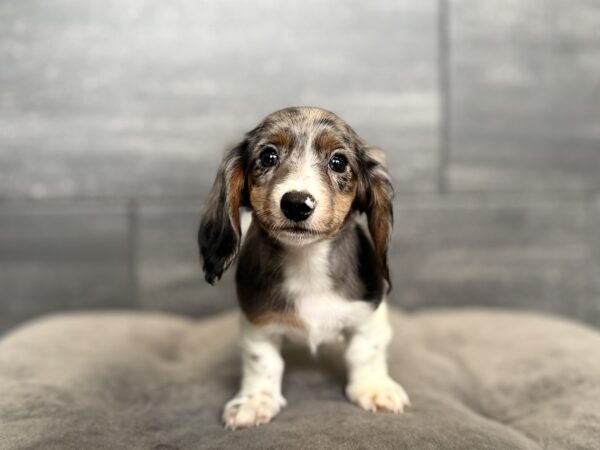 [#26475-03]  - Blue Dapple F Dachshund Puppies for Sale