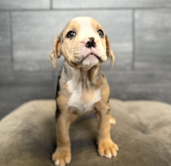 [#261521-02]  - Blue Merle / White F Beabull 3/4 Puppies for Sale