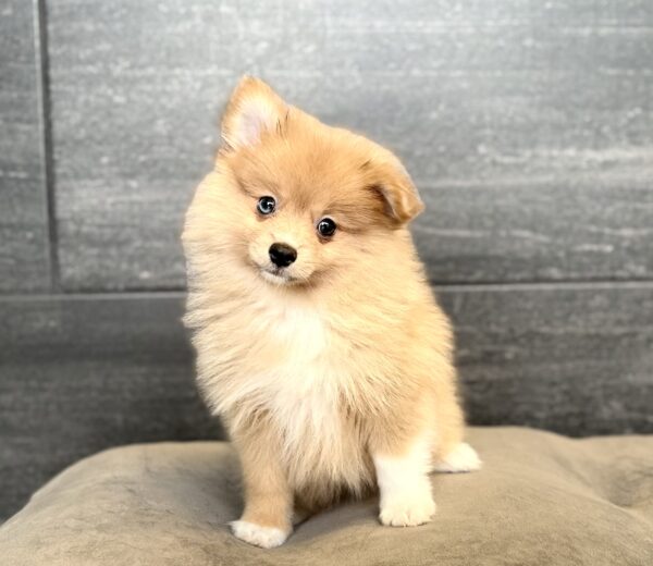 [#261943-01] Gemma - Brown F Pomeranian Puppies for Sale
