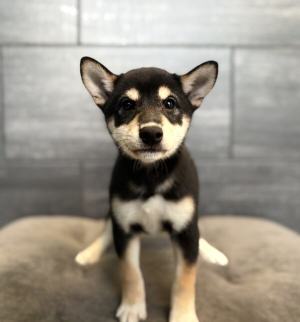 [#261605-02]  - Black / Tan F Shiba Inu Puppies for Sale