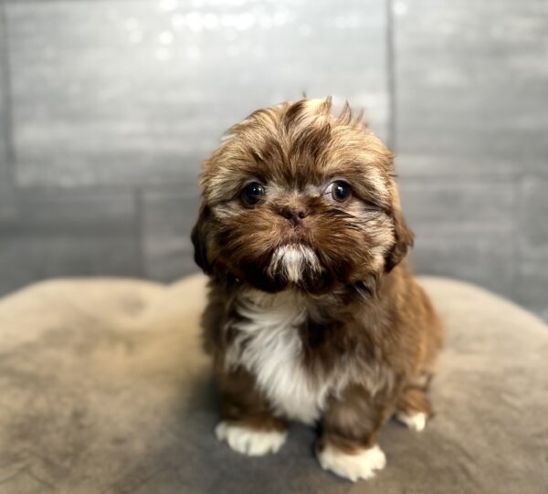 [#262165-06] Ruby - Chocolate F Shih Tzu Puppies for Sale