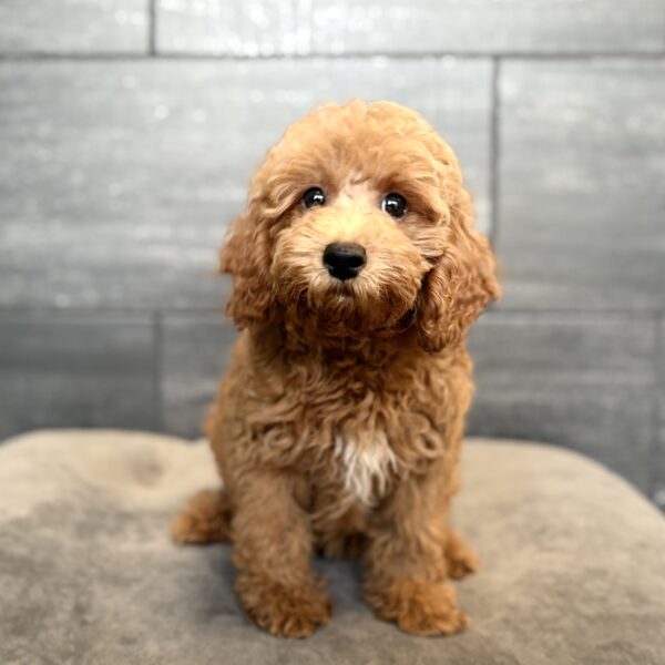[#261921-01] Artie - Red M Poodle Puppies for Sale