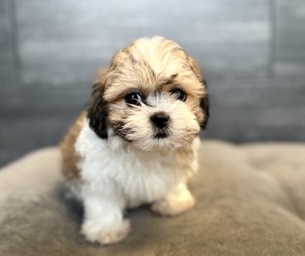 [#262032-04] Brownie - Brown & White F Teddy Bear Puppies for Sale