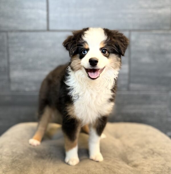 [#261692-06]  - Black / White F Miniature Australian Shepherd Puppies for Sale