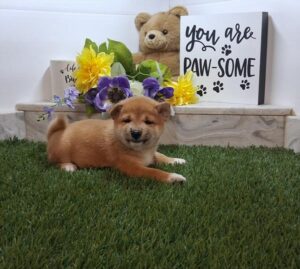 Petland Murfreesboro, Tennessee Shiba Inu puppy available