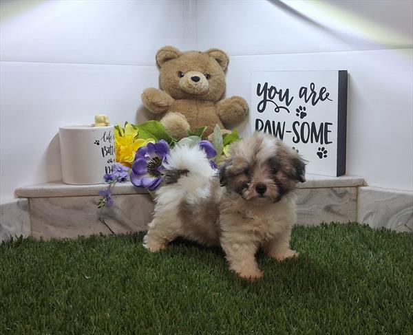 [#2662-04]  - Sable / White F Coton de Tulear Puppies for Sale