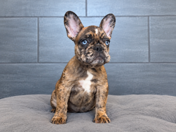 [#262003-03] Pixie - Fawn Merle F French Bulldog Puppies for Sale