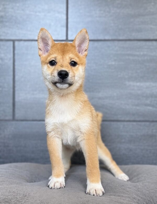 [#2665-03]  - Red F Shiba Inu Puppies for Sale