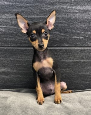 Petland Murfreesboro, Tennessee Miniature Pinscher puppy available