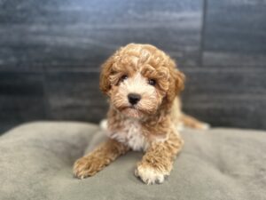 Petland Murfreesboro, Tennessee Cockapoo puppy available