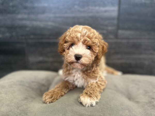 [#2648-01]  - Red M Poodle Mini/Cock A Poo Puppies for Sale