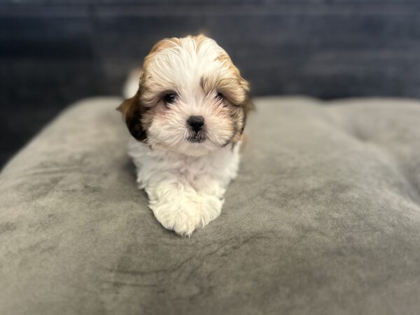[#2655-04]  - Sable / White F Maltese/Shih Tzu Puppies for Sale